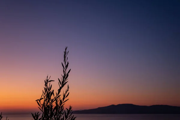 Yunan köyünde zeytin dallı deniz kıyısında canlı, renkli bir yaz günbatımı gökyüzü. Yunanistan 'da Ege kıyısı, Atina yakınlarında kırsal
