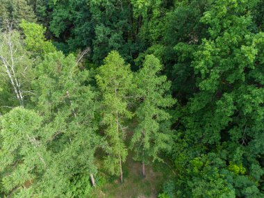 Ormanın yükseklerinde ladin yeşili kürk ağaçları, İHA 'nın hava manzarası. Evergreen çam ağaçları yaz doğası