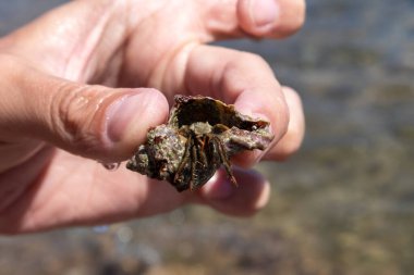 Yumuşakça sert kabuğunun içinde el ele tutuşmuş yengeç. Deniz kıyısında Akdeniz yaz güneşinin altında bulanık arka planda. Deniz yaban hayatı