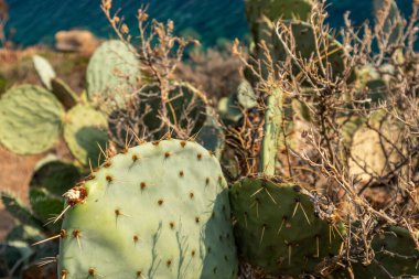 Yunanistan 'da deniz kıyısında yetişen dikenli armut kaktüsünün yakın çekimi. Gün batımında büyük yeşil yapraklar üzerinde keskin iğneler. Güney Avrupa vahşi bitki örtüsü