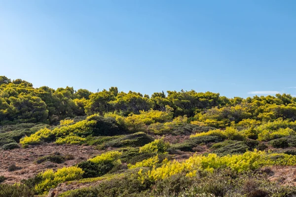 Griekenland Prairie Terrein Landschap Met Heldere Levendige Groene Dennen Jeneverbesstruik — Stockfoto