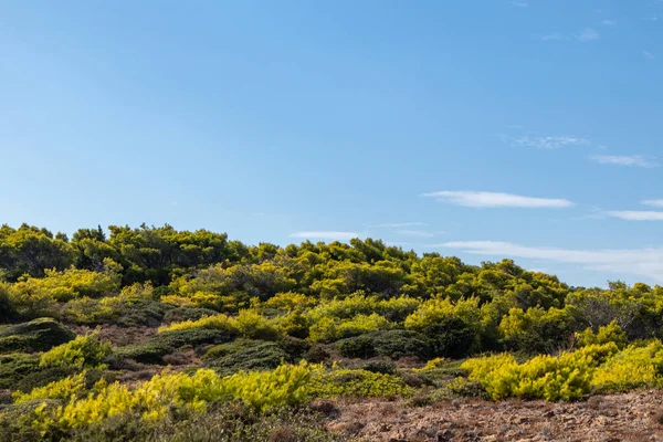 Griekenland Prairie Terrein Landschap Met Heldere Levendige Groene Dennen Jeneverbesstruik — Stockfoto