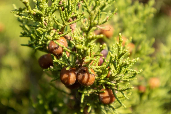 Verde Juniperus Excelsa Con Bayas Secas Enebro Griego Perenne Rama —  Fotos de Stock