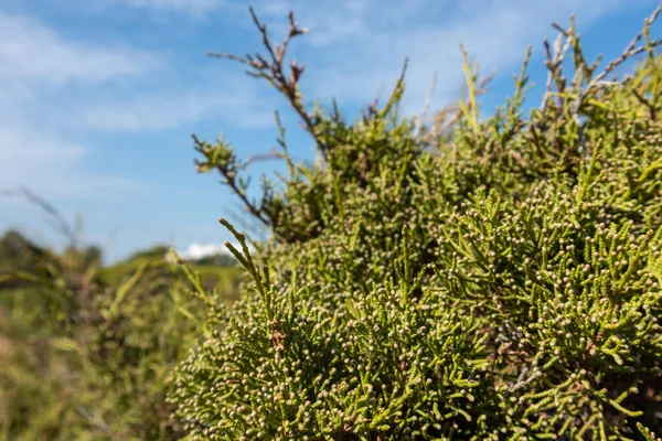 주니퍼 Green Juniperus Excelsa 그리스 지중해의 Blur 긴밀하게 그리스의 상록수 — 스톡 사진