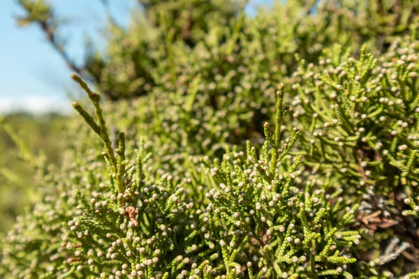 Juniperus Excelsa 그리스 주니퍼 상록수 털푸른 날푸른 감도는 그리스 지중해에 — 스톡 사진