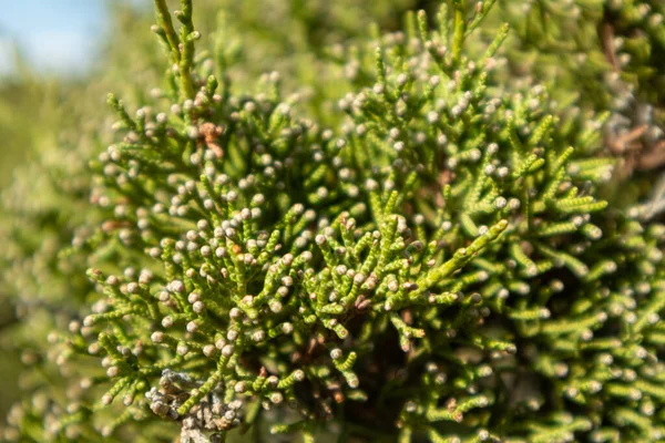 Verde Juniperus Excelsa Grego Zimbro Evergreen Árvore Ramo Pele Vibrante — Fotografia de Stock