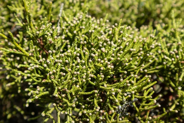 Verde Juniperus Excelsa Enebro Griego Árbol Siempreverde Rama Piel Vibrante —  Fotos de Stock