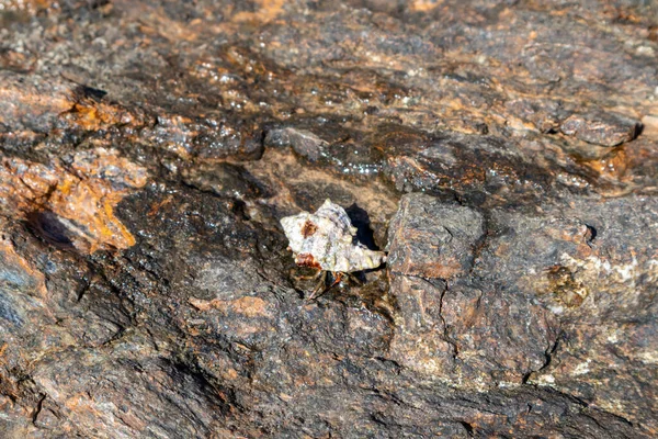 Hermit Crab Crawl Hiding Mollusc Hard Shell Close Rock Surface — Stock Photo, Image