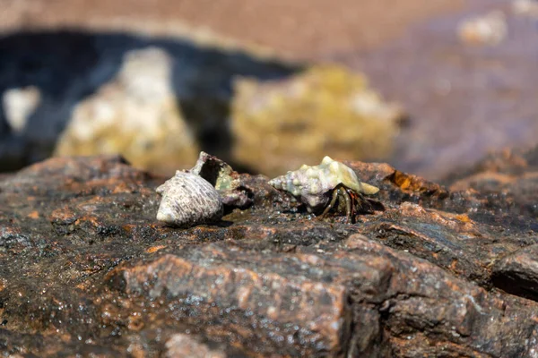 隐藏在软体动物坚硬壳中的螃蟹躲在地中海夏季阳光下的海面岩石表面上 海洋野生生物 — 图库照片