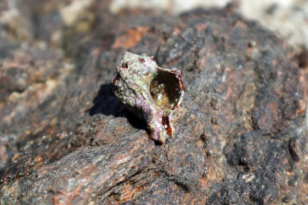 Καβούρι Ερημίτης Που Κρύβεται Σκληρό Κέλυφος Μαλακίων Από Κοντά Βραχώδη — Φωτογραφία Αρχείου
