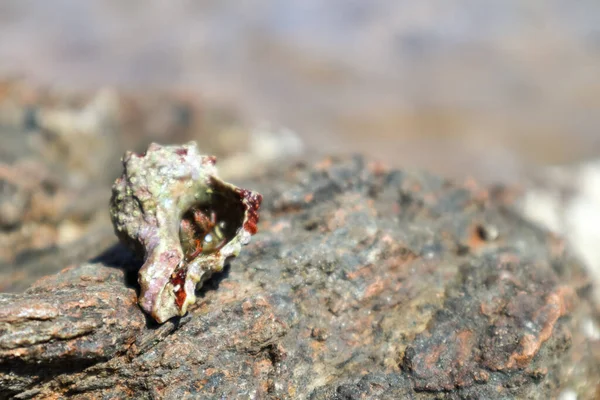 Einsiedlerkrebse Versteckt Harter Schale Aus Weichtieren Großaufnahme Auf Felsen Unter — Stockfoto