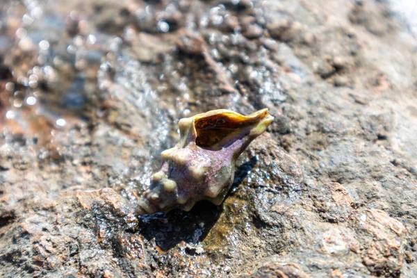 Einsiedlerkrebse Versteckt Harter Schale Aus Weichtieren Großaufnahme Auf Felsen Unter — Stockfoto