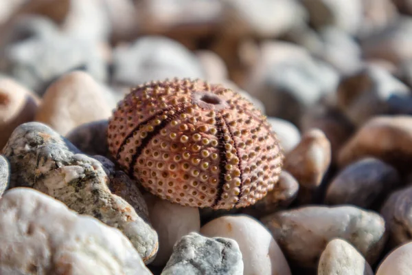 Pink sea urchin shell (skeleton) close-up on pebble stone beach on Mediterranean sea in Greece. Spiny, globular animals, echinoderms round hard shells