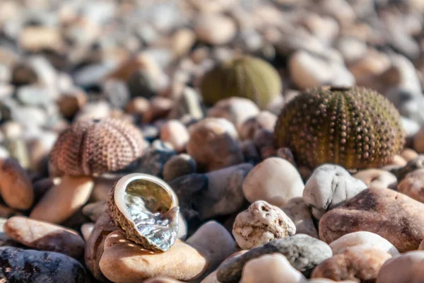 希腊爱琴海的卵石海滩上 闪烁着美丽的贝壳和海胆壳 带刺的球状动物 硬壳周围的棘皮动物 — 图库照片