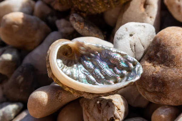 Schitterende Perlamuter Prachtige Schelp Close Kiezelstrand Egeïsche Zee Griekenland Spiraalvormige — Stockfoto