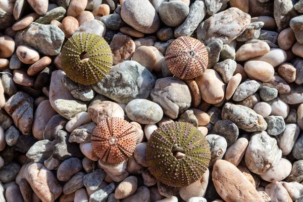 Colorful sea urchin shells (skeletons) close-up on pebble stone beach on Aegean sea in Greece. Spiny, globular animals, echinoderms round hard shells. Top view