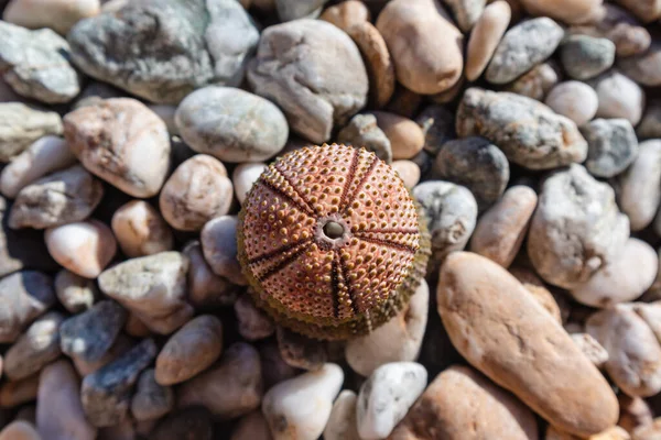 希腊爱琴海 粉色海胆壳 在卵石海滩上的特写 带刺的球状动物 硬壳周围的棘皮动物 顶部视图 — 图库照片