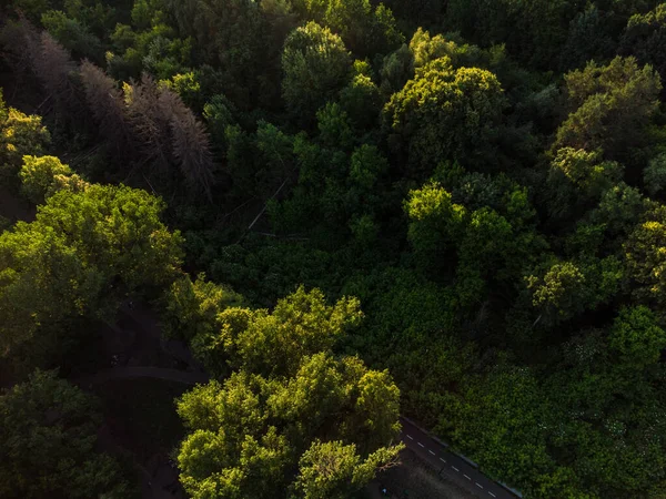 Green Vivid Trees Greenery City Park Aerial View Drone Look — Stock Photo, Image