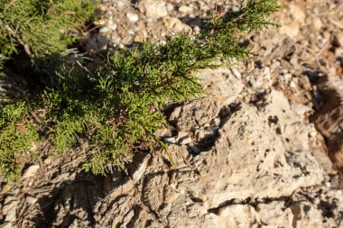 Yeşil Juniperus Excelsa kayanın üzerinde, Yunan ardıç ağacı hiç bitmeyen yeşil ağaç dalı kürkü canlı, yakın çekim üst görüntüsü, Akdeniz, Yunanistan
