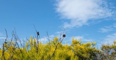 Canlı yeşil kozalaklı kozalaklı çam çalıları mavi güneşli gökyüzünde beyaz bulutlu arka planda. Yunanistan 'da doğa yemyeşil yapraklar