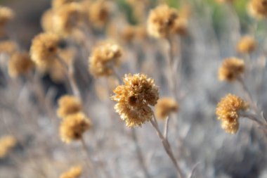 Vahşi Helichrysum arenyumu Yunanistan 'da kuru sarı çim çalı makro yakın plan. Cüce ölümsüz ya da ölümsüz, seçici odaklı doğal botanik.