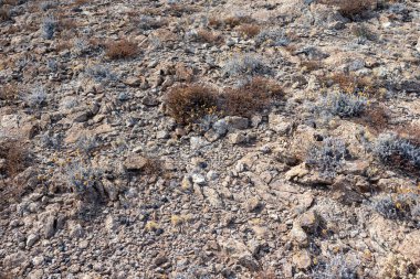 Yunanistan 'da kayalık toprağa yakın kuru bozkır çimenleri. Sıcak yaz bitkisi ayrıntıları