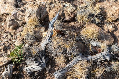 Yunanistan 'ın kayalık zemininde kuru dallar ve çimenler birbirine yakın. Sıcak yaz bitkisi ayrıntıları
