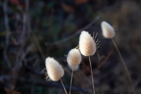 Pequeñas Flores Secas Esponjosas Blancas Semillas Primer Plano Sobre Fondo — Foto de Stock