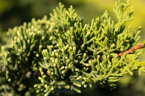 Verde Juniperus Excelsa Grego Zimbro Evergreen Árvore Ramo Pele Vibrante — Fotografia de Stock