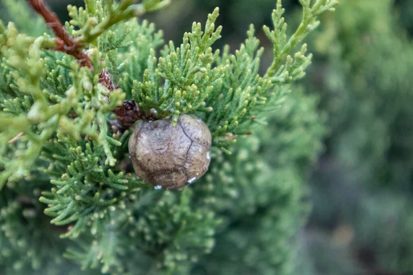 绿Juniperus Excelsa和锥形特写 希腊地中海地区一种背景模糊的希腊杜鹃常绿树枝毛皮 — 图库照片