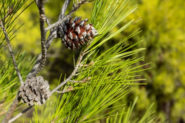 Barrträd Kottar Pulserande Gröna Träd Buske Grenar Bakgrund Naturliga Evergreen — Stockfoto