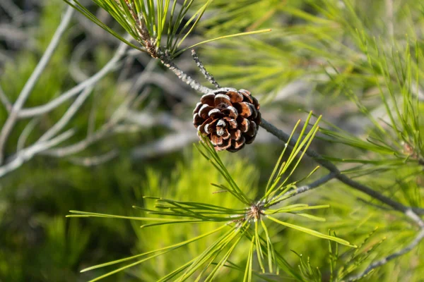 Barrkon Pulserande Gröna Tall Buske Grenar Bakgrund Naturliga Evergreen Botaniska — Stockfoto