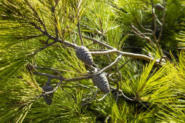 Stożki Iglaste Żywym Zielonym Tle Gałęzi Krzewu Sosnowego Naturalne Wiecznie — Zdjęcie stockowe