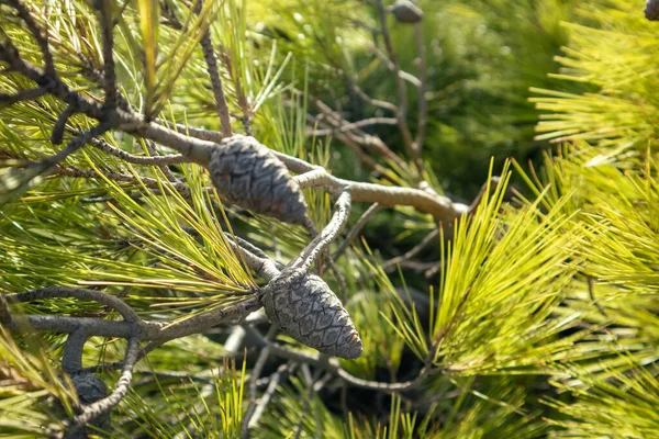 알록달록 소나무 가지가 원추형의 솔방울들 배경을 이루고 자연적 상록수 식물의 — 스톡 사진