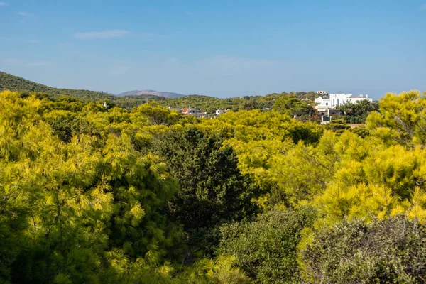 Pine Juniper Green Trees Bushes Landscape Village Greece Vibrant Colorful — Stock Photo, Image