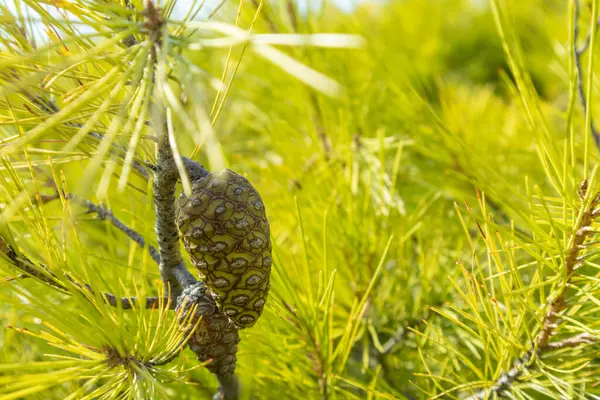 Cone Conífera Vibrante Verde Ramos Pinheiros Fundo Natural Evergreen Botânico — Fotografia de Stock