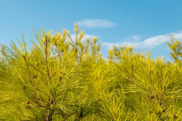 Levande Gröna Barrträd Tall Buske Grenar Blå Solig Himmel Med — Stockfoto