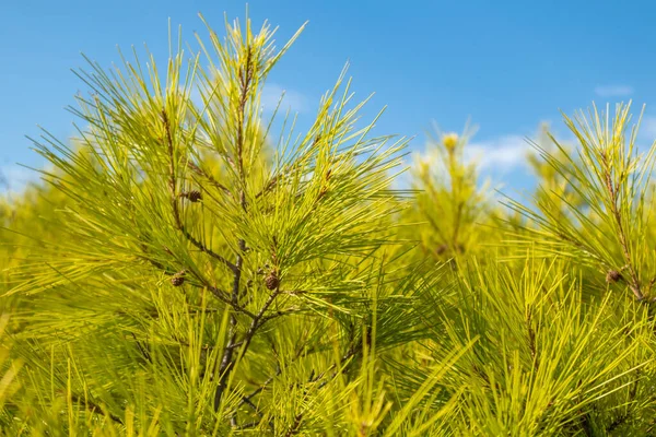 Żywy Zielony Krzew Sosny Iglastej Gałęzie Błękitnym Słonecznym Niebie Białymi — Zdjęcie stockowe