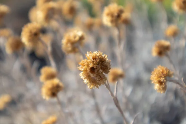 Wild Helichrysum Arenarium Dry Yellow Grass Bush Macro Close Στην — Φωτογραφία Αρχείου