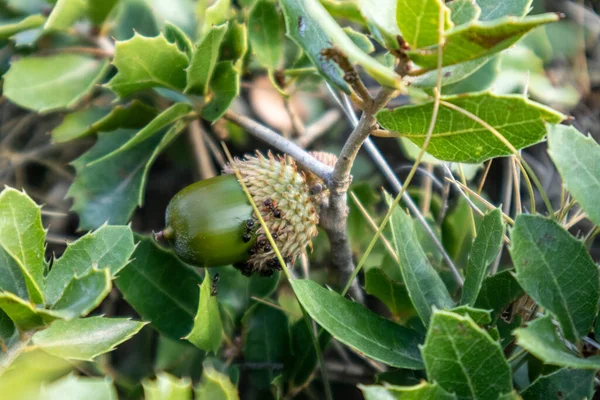 Quercus Coccifera Liście Dębu Kermes Zbliżenie Żołędzi Mały Dębowy Krzak — Zdjęcie stockowe