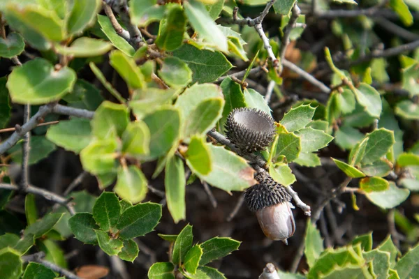 Folhas Bolotas Quercus Coccifera Carvalho Kermes Close Pequeno Arbusto Carvalho — Fotografia de Stock