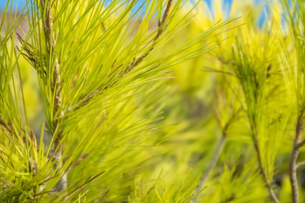 Ζωντανό Πράσινο Πεύκο Θάμνος Νεαρά Κλαδιά Φωτεινές Βελόνες Κοντά Στην — Φωτογραφία Αρχείου