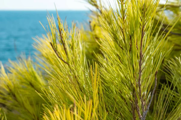 Vibrantes Ramas Jóvenes Pino Verde Con Agujas Brillantes Cerca Grecia — Foto de Stock