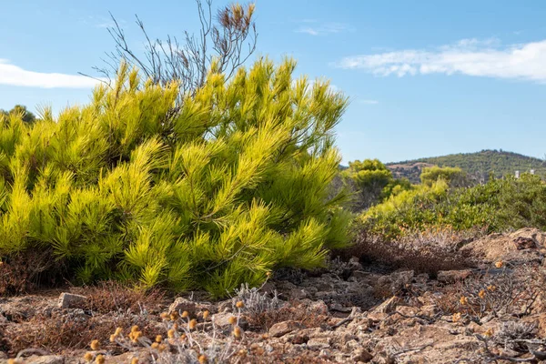 Vibrante Arbusto Pino Verde Grecia Pradera Terreno Paisaje Con Brillante —  Fotos de Stock