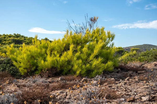 Griekenland Prairie Terrein Landschap Met Heldere Levendige Groene Dennenstruik Scenic — Stockfoto