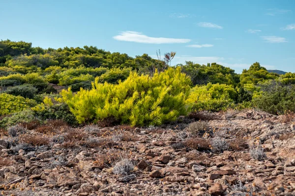 Griekenland Prairie Terrein Landschap Met Heldere Levendige Groene Dennen Jeneverbesstruik — Stockfoto