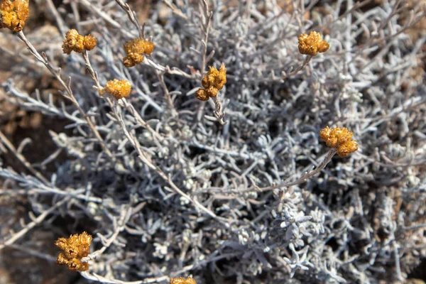 Трава Дикого Helichrysum Arenarium Суха Гарячому Сонці Близько Греції Сухий — стокове фото