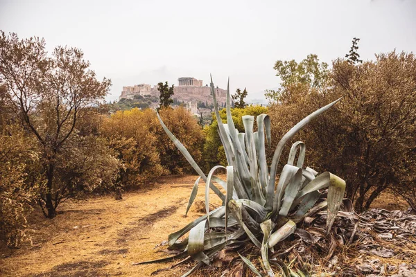 Acropolis Uitzicht Heuvel Filopappou Hill Wandelpad Droge Struik Met Grote — Stockfoto