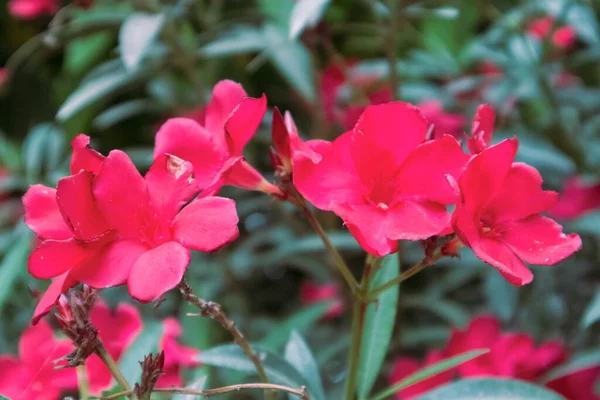 Fiori Oleandro Rosa Fiore Primo Piano Con Sfondo Sfocato Fioritura — Foto Stock