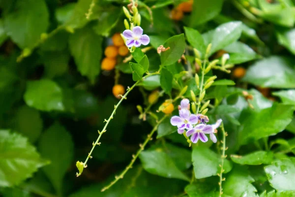 Lila Florecida Golden Dewdrop Duranta Arbusto Vívido Verde Tropical Ornamental — Foto de Stock